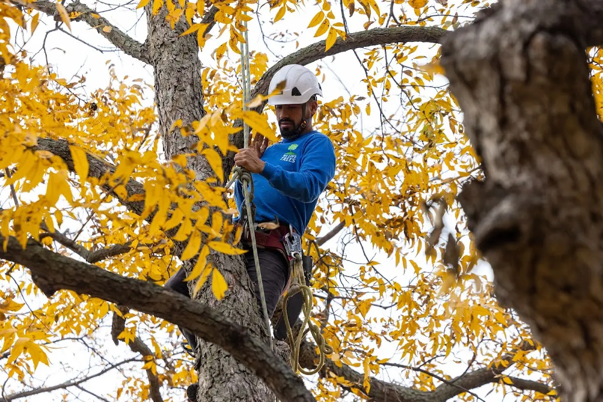 Skilled Tree Planing crew working in Fonda